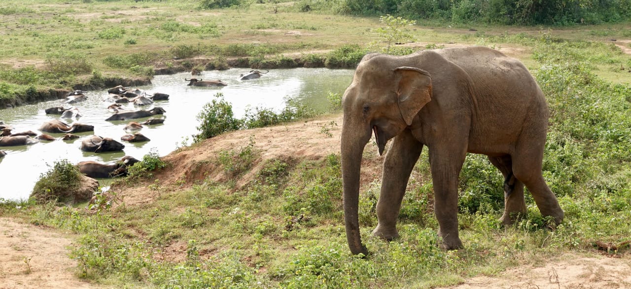 Udawalawe Day Tour